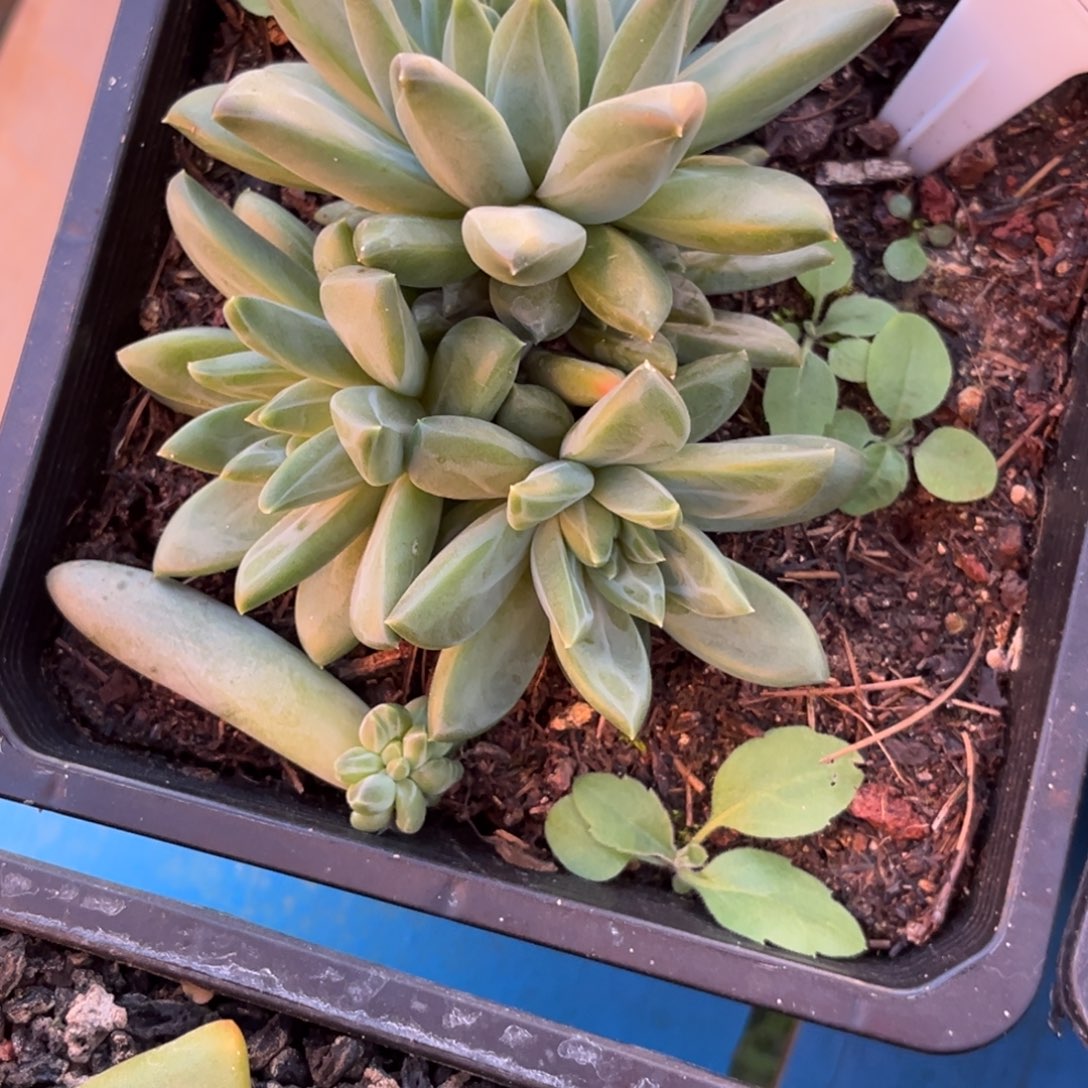 美人系多肉植物779