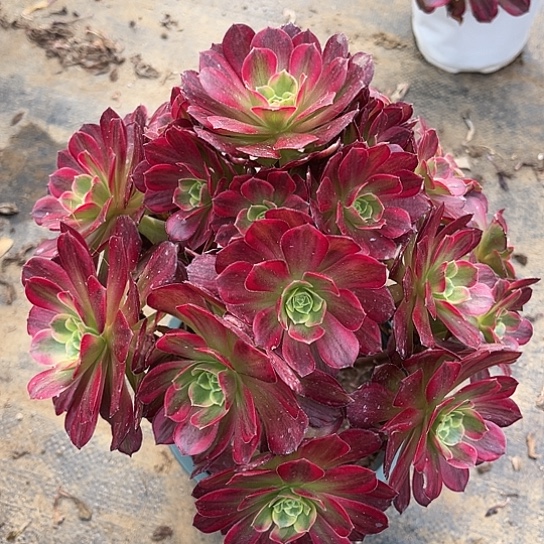 多肉植物安娜锦60