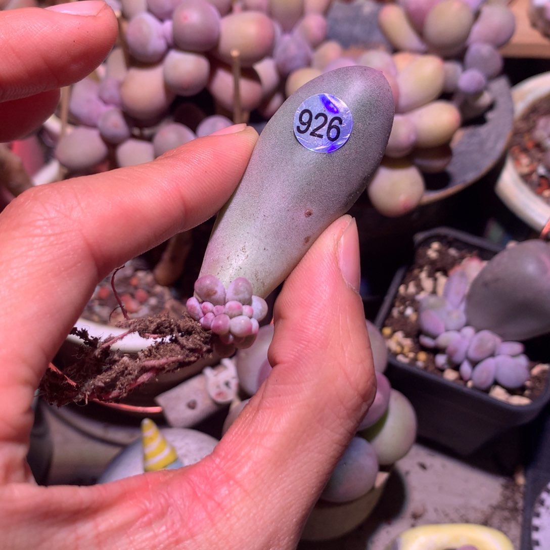 米可奶酪多肉926