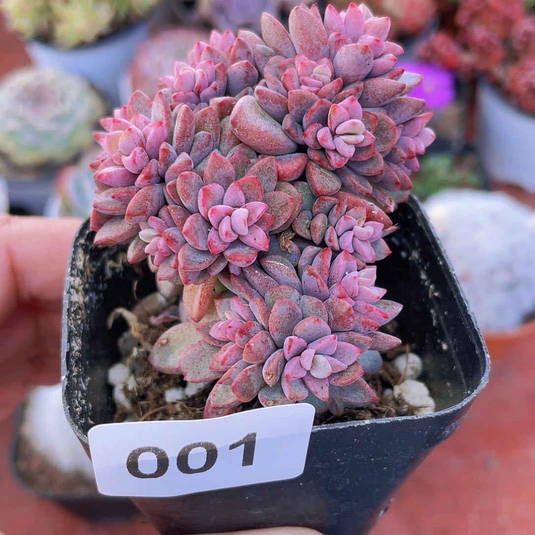 001多肉植物多肉