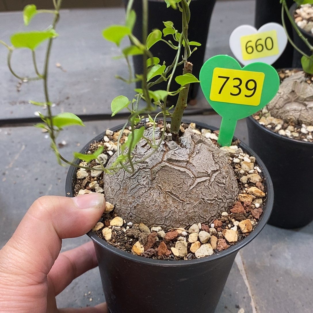 南非龟甲龙龟甲龙