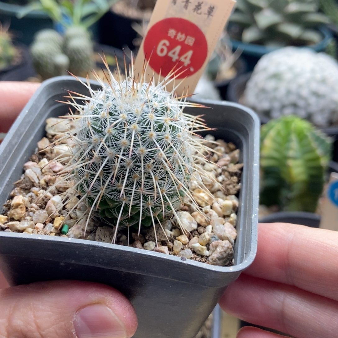 实生特选长刺白王丸3.3cm根部有斑