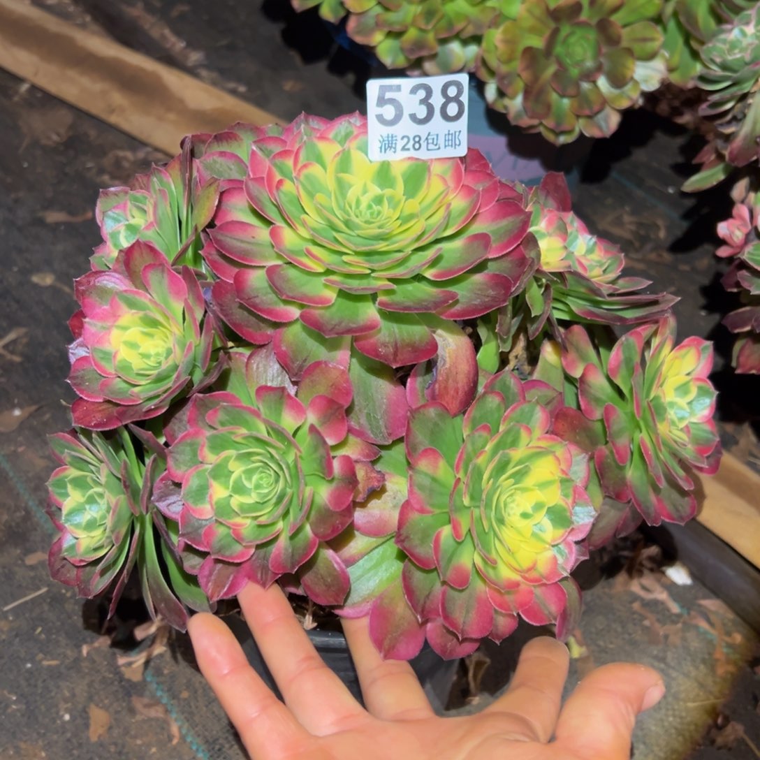 林***6多肉植物538海仙的