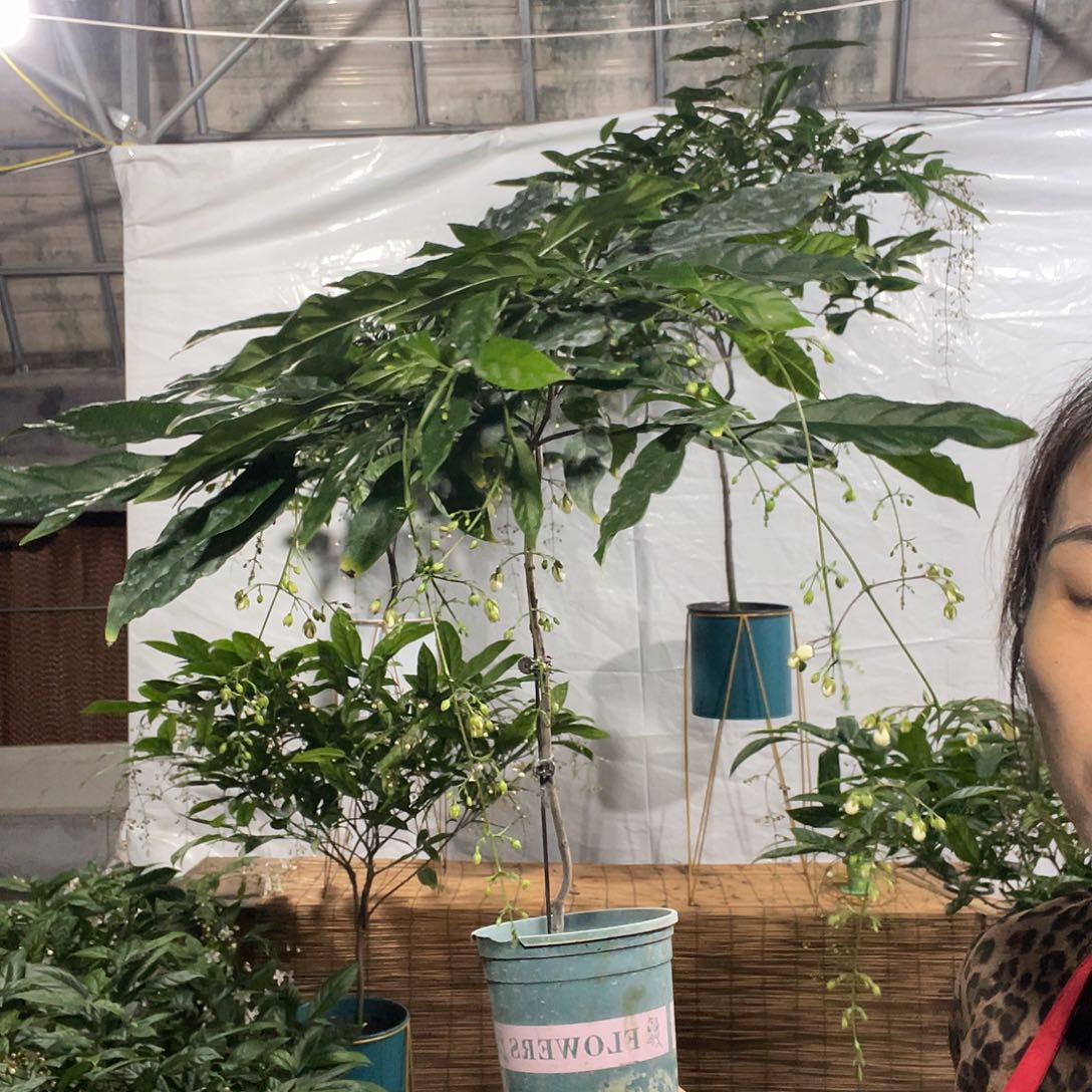 无花朵垂丝茉莉中颗一盆