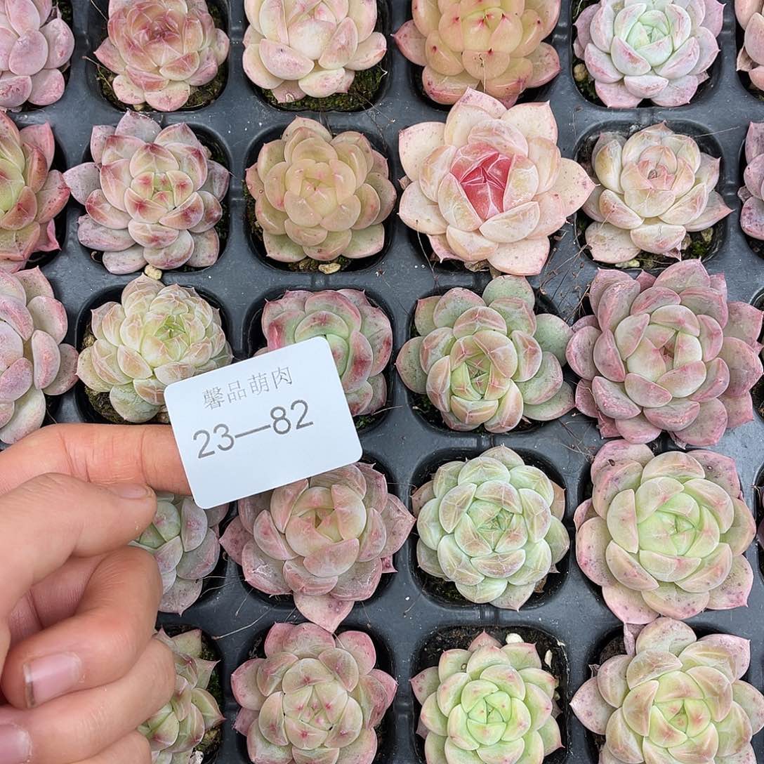 萌****多肉一物一拍23-82