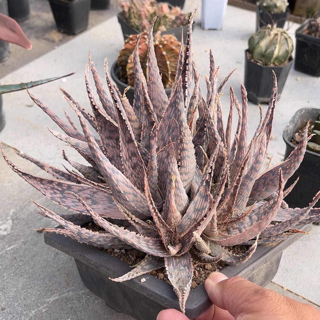 圣诞芦荟一物一拍