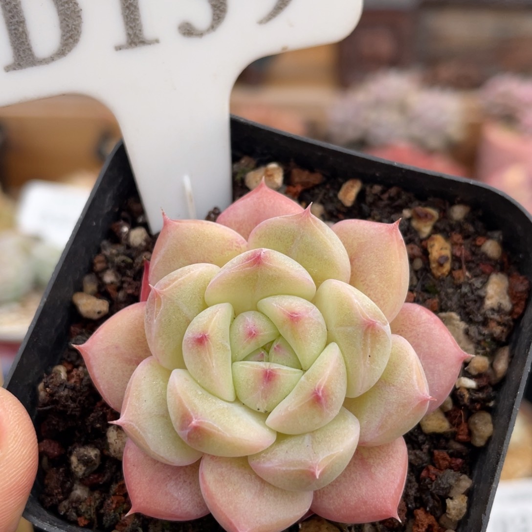 139 不知名 5厘米