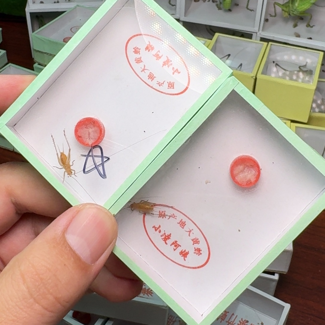 大黄领2只长短须。    