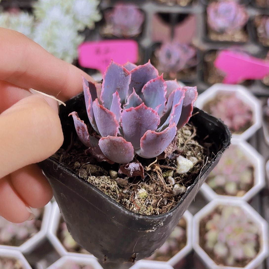 精品晚霞之舞多肉植物