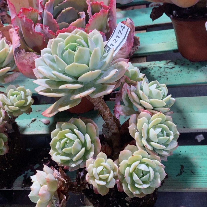 【闪购商品】恋曲12174