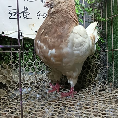 圆环鸽子公鸽子一只