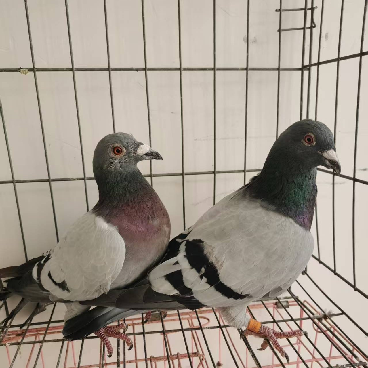 信鸽种鸽青年鸽幼鸽