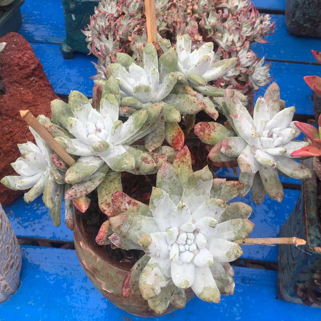 拇指，2月8日发货，新年快乐