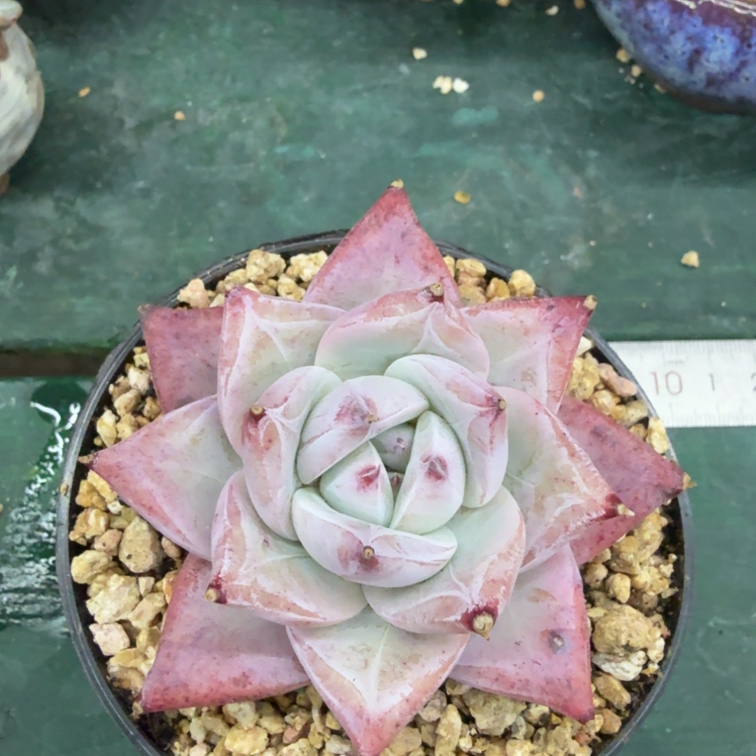 一***鹿紫卡一物一拍拍下不退不换