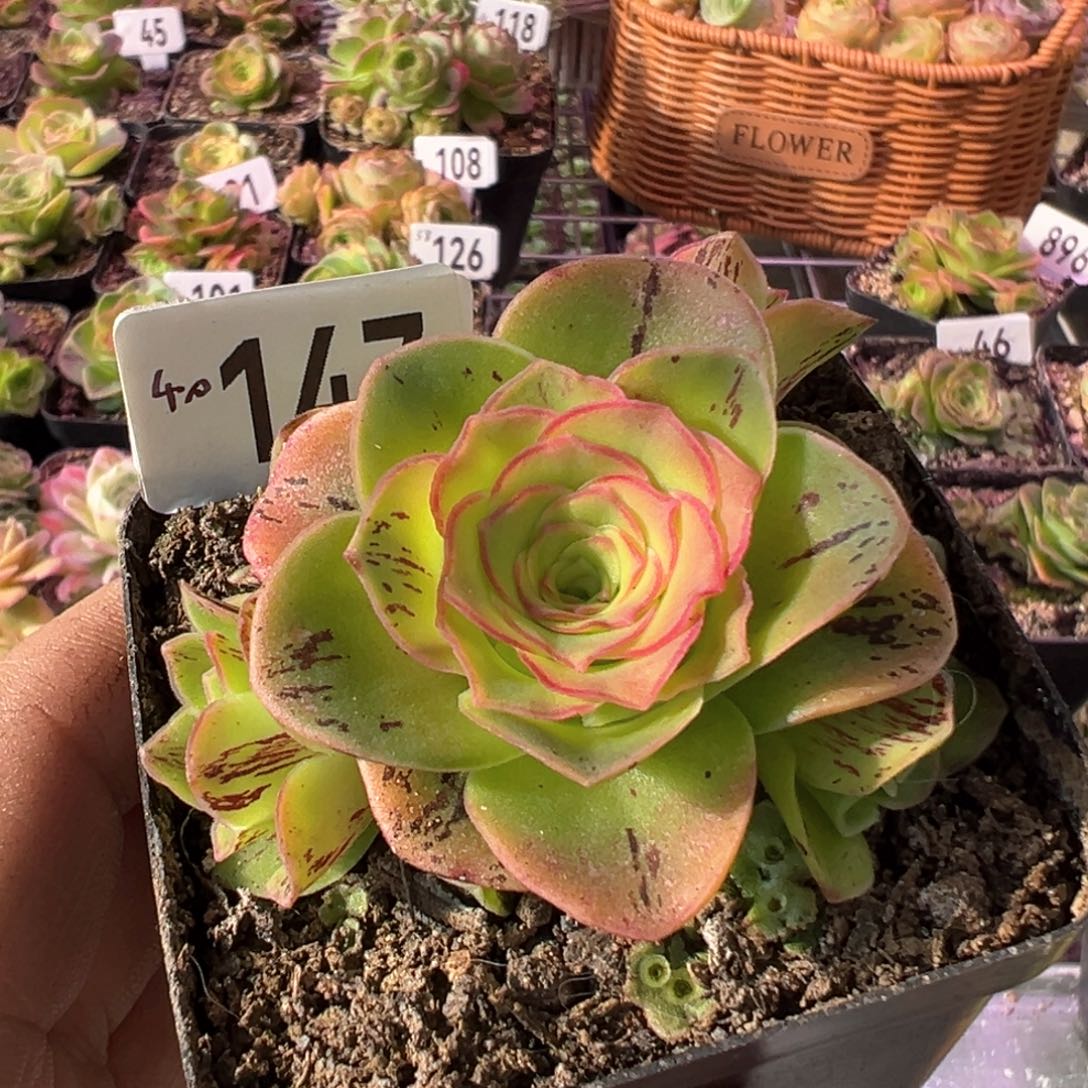 红叶147山地玫瑰多肉