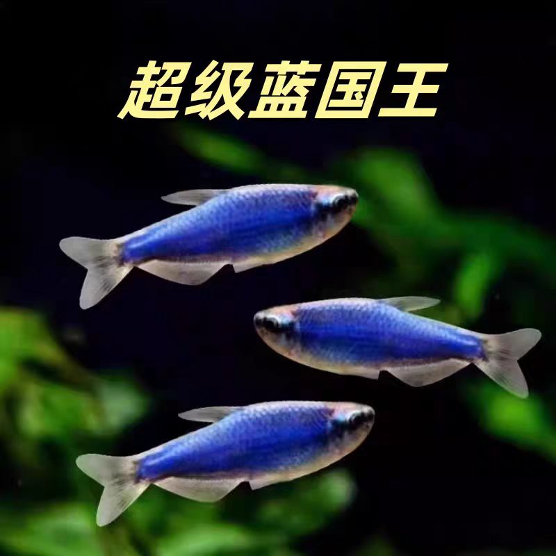 超级蓝国王鱼超级蓝凯瑞南美热带观赏鱼小型灯科鱼高端鱼淡水群游