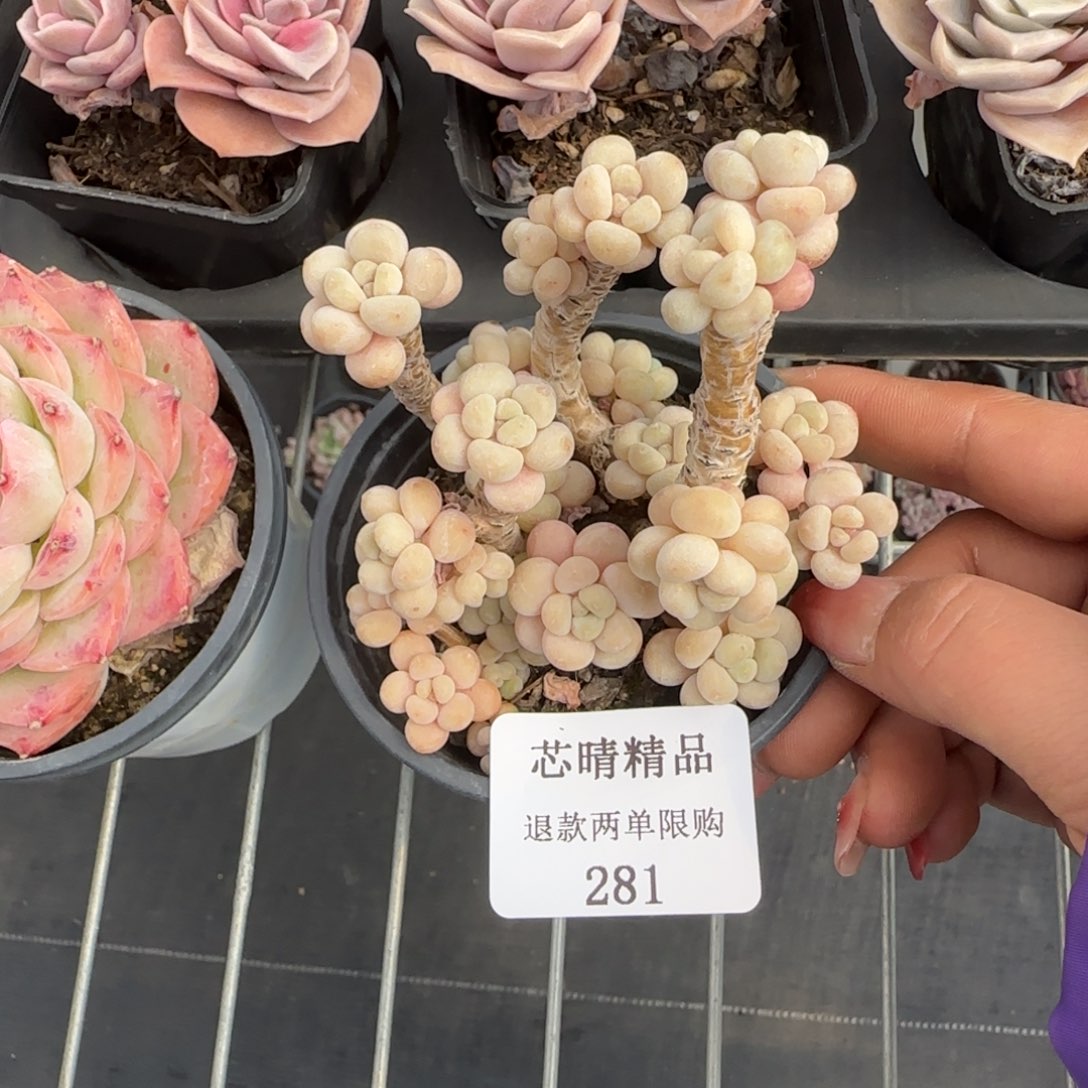闪购精品多肉281号
