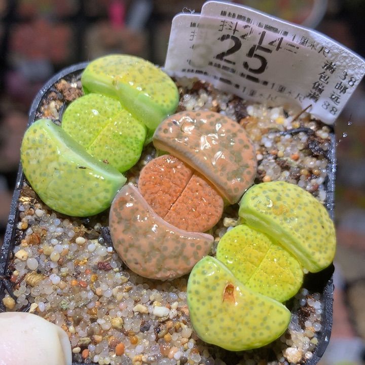 精品生石花214.25