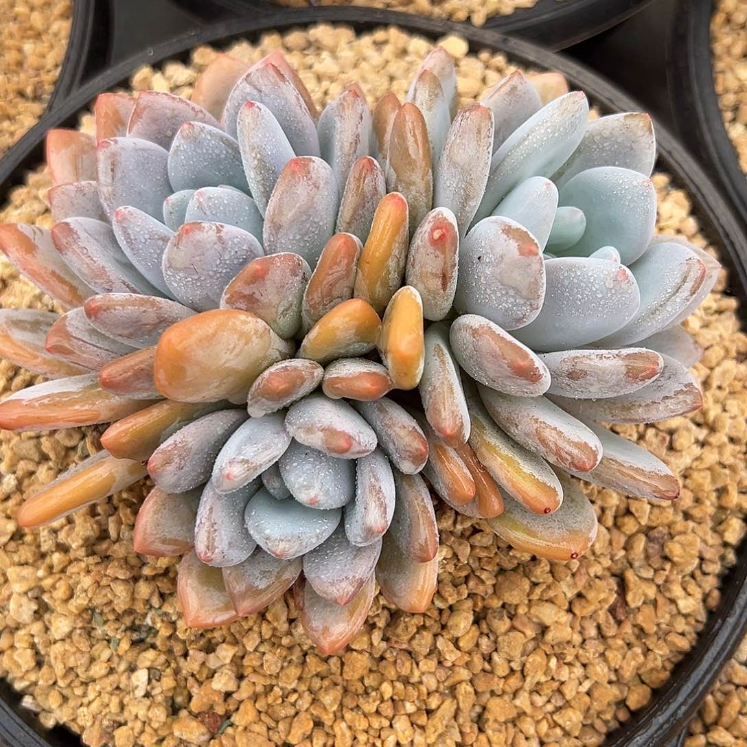 8-05-11精控米雪群