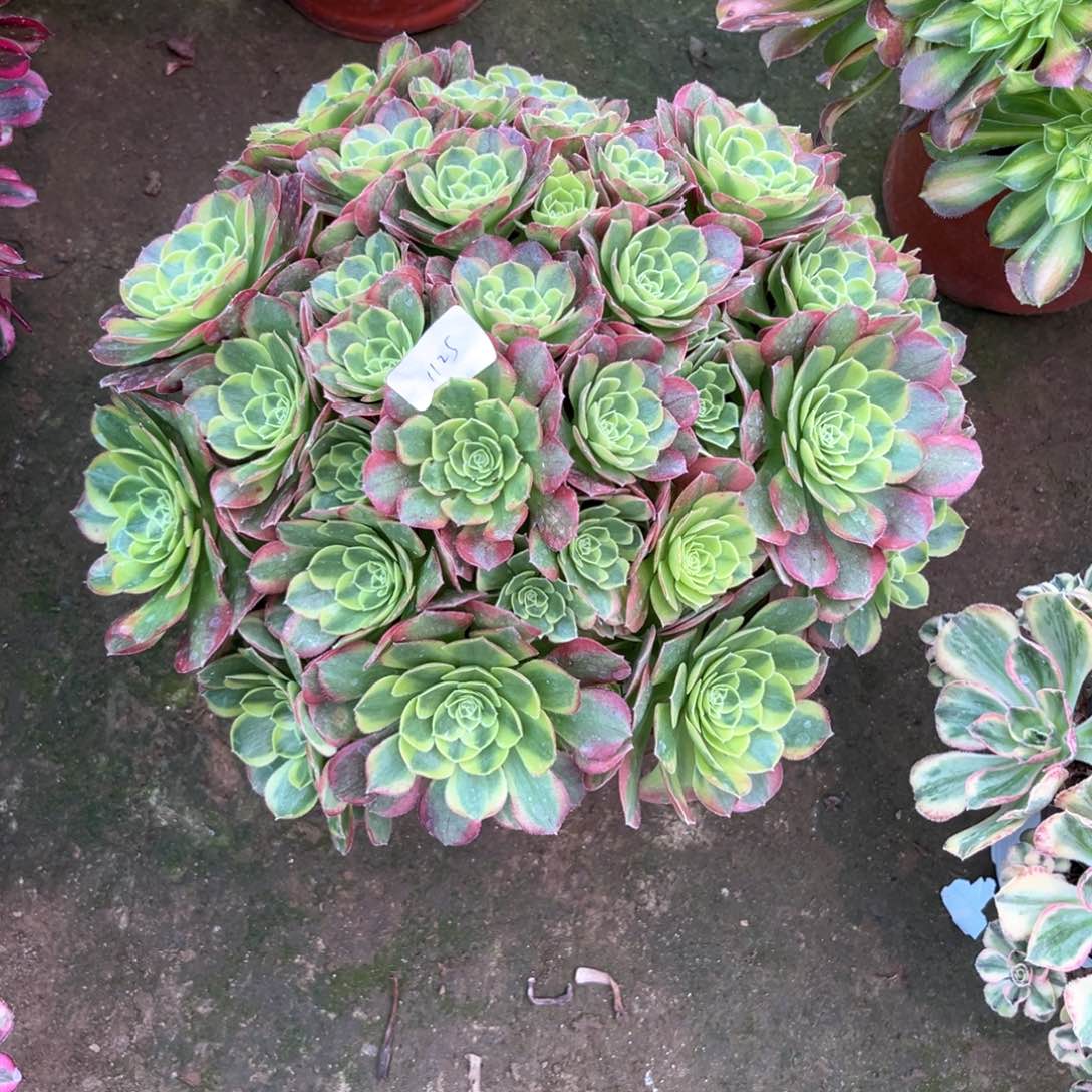 多肉植物奶白1125