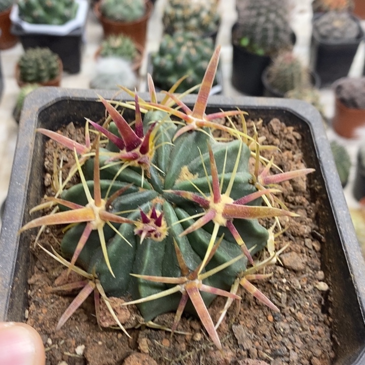 实生宽刺日出特价