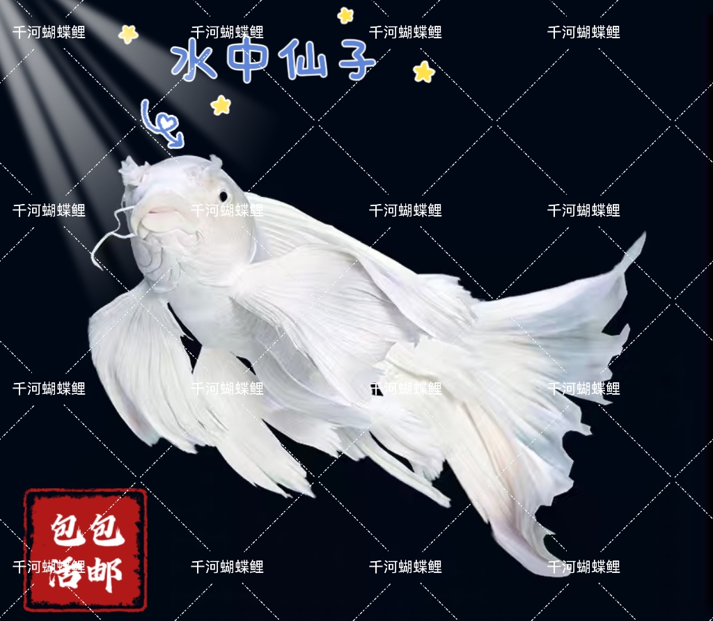 【千河蝴蝶鲤观赏鱼】30+公分白球/白短金粉狮子头赛级精品好养混养