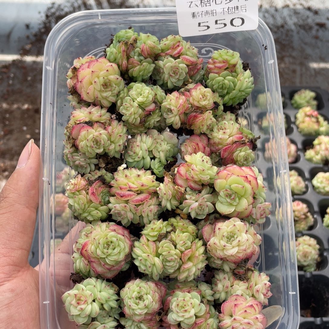 云糖心多肉植物550