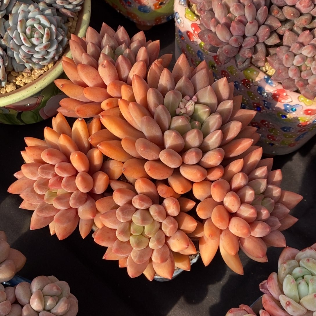 水晶球 一物一拍 