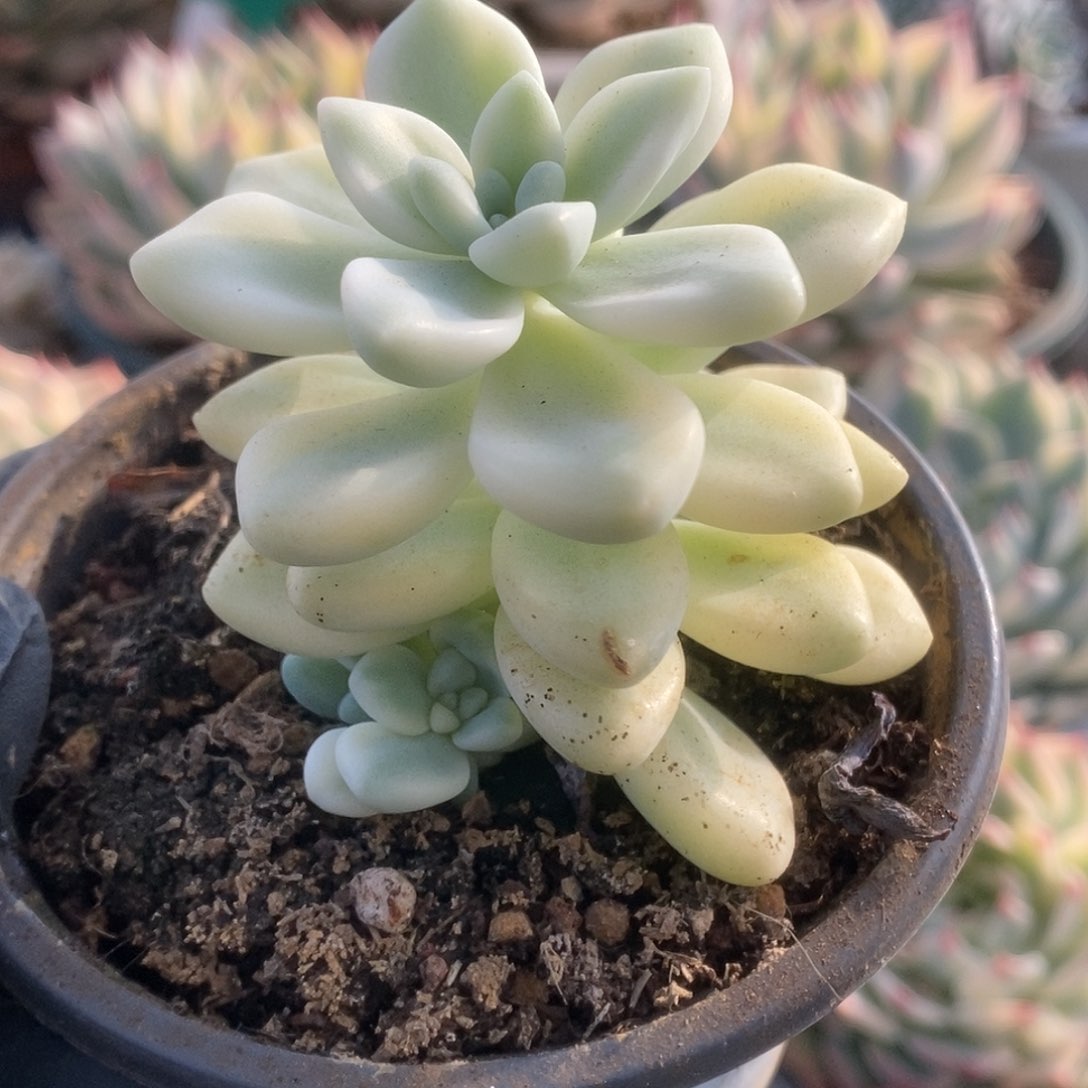 199蛋糕锦锦锦锦锦锦锦