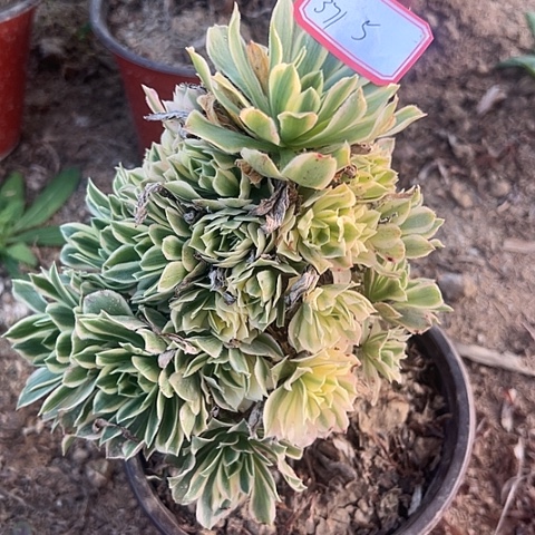 多肉植物金丝371