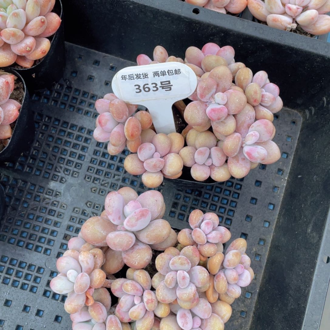 363号丸叶粉桃蛋组合8头起