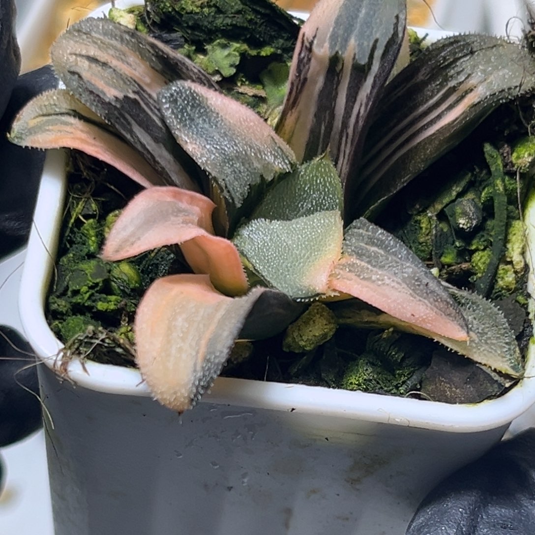 恭喜发财大吉大利0132