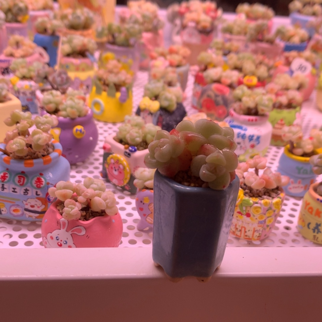 冰透糖心冰玉带盆 满100包邮