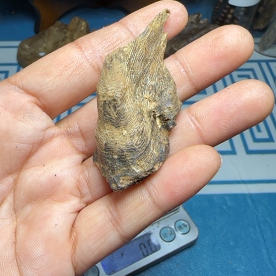 木质母树虎斑包头6.5克