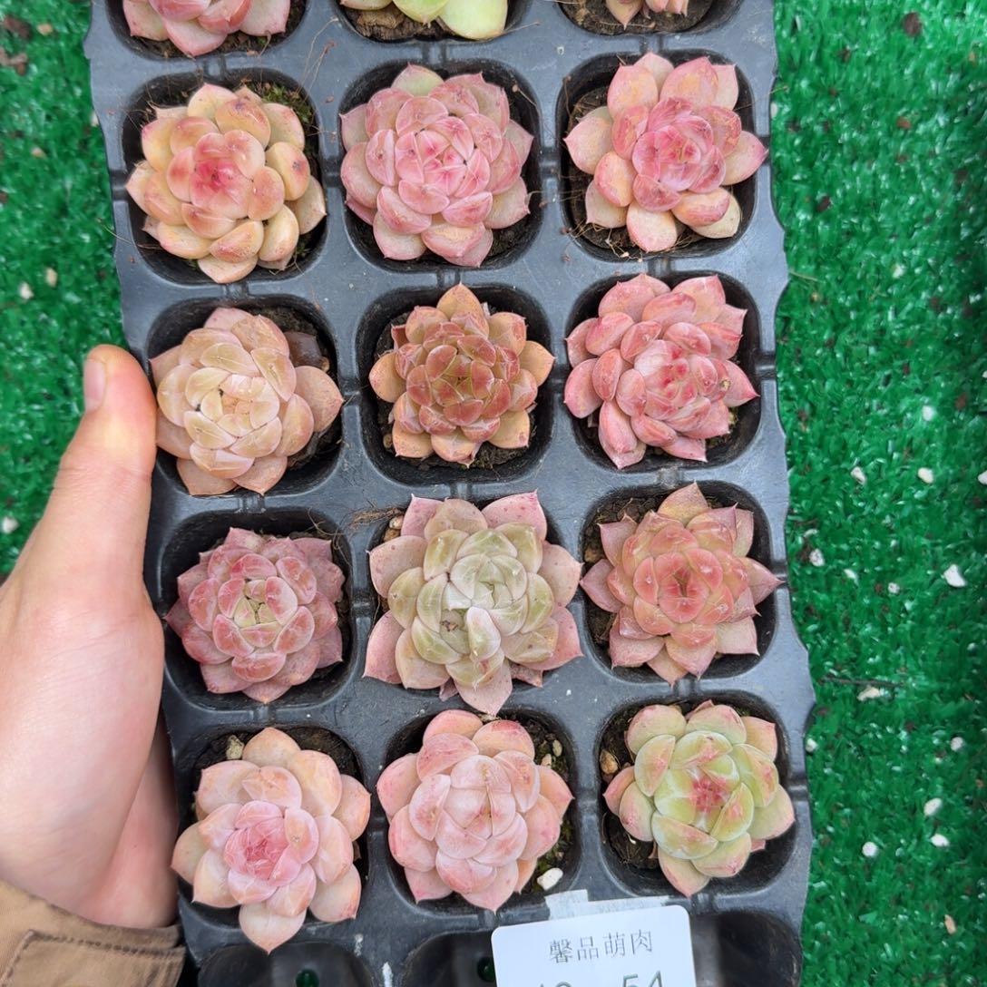 醉***了多肉一物一拍13-54