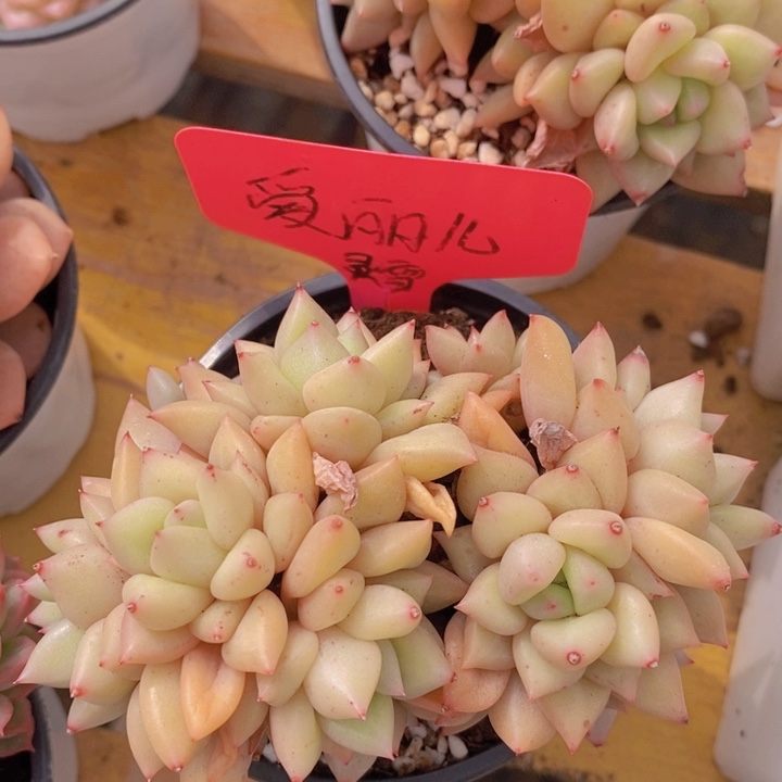 多肉植物，开心多肉