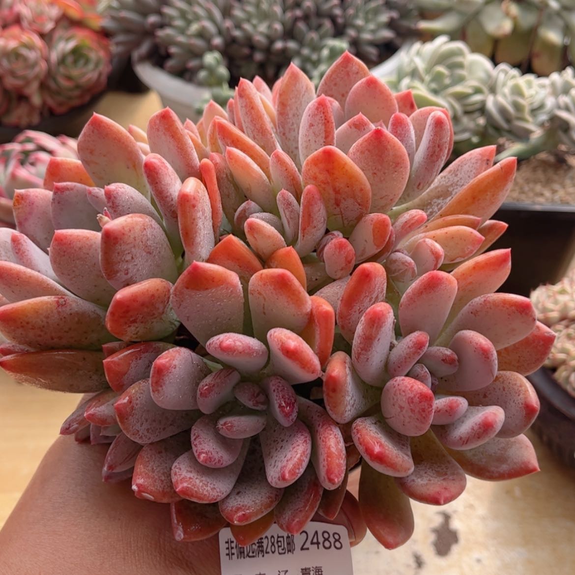 【闪购商品】2488灰姑娘