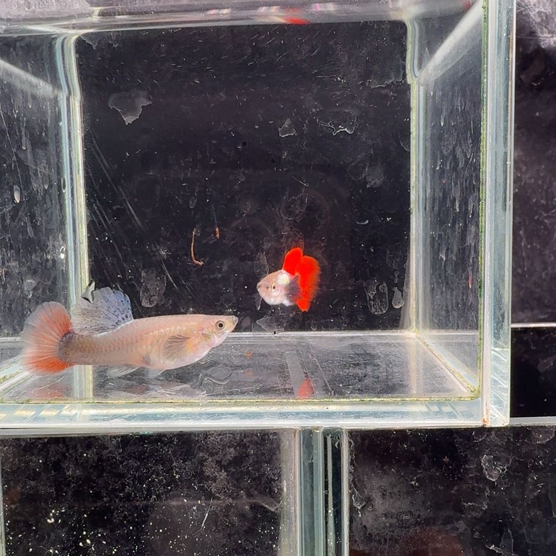 孔雀鱼鎏金花蝴蝶1对