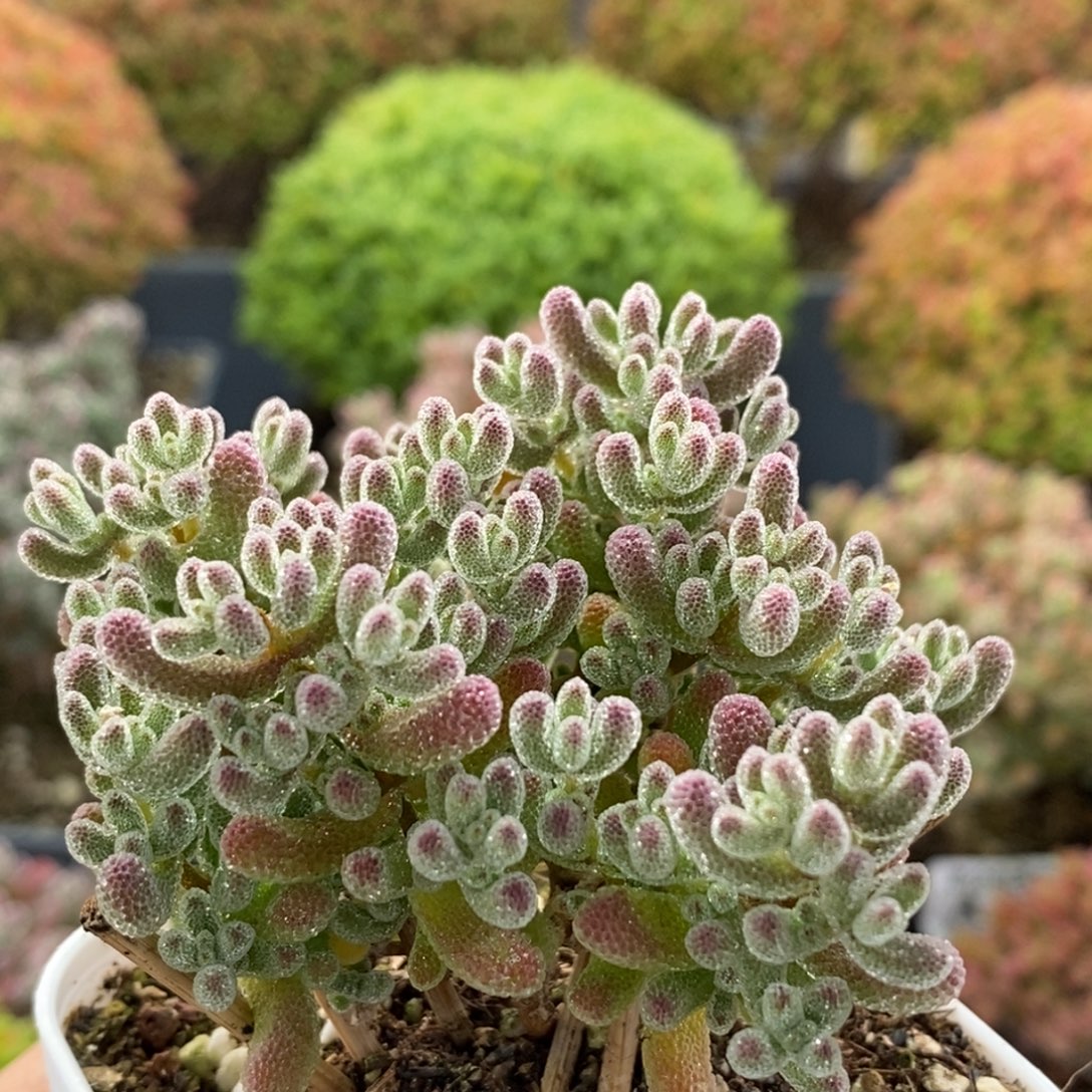 每***时优选冰晶4075枝干番杏