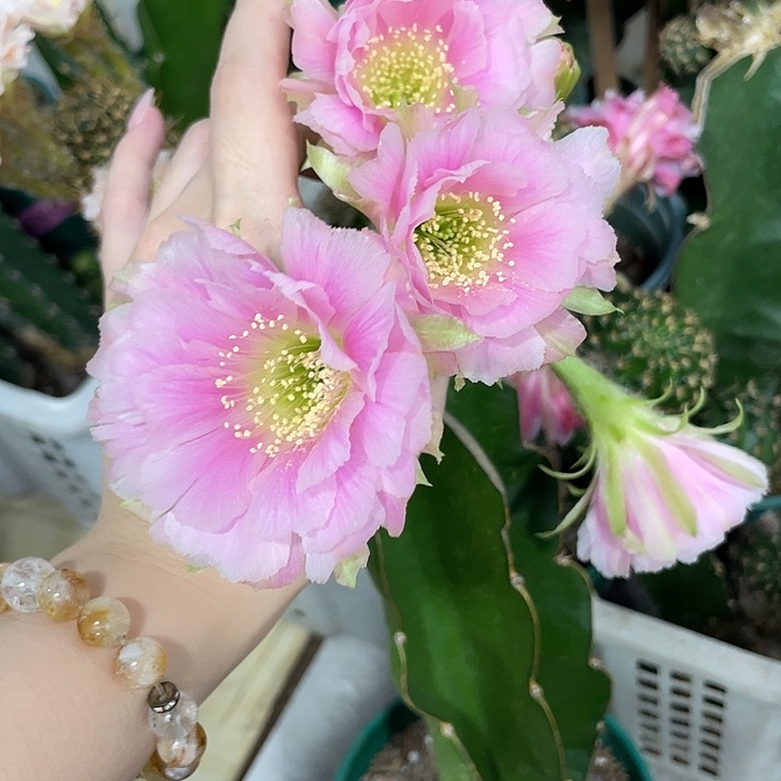 新品进口丽花L46侧芽