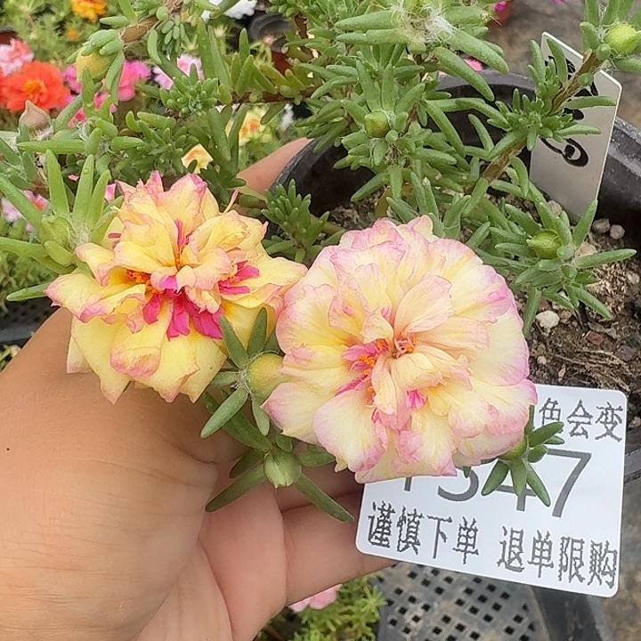无花朵F347超小苗盆口10cm