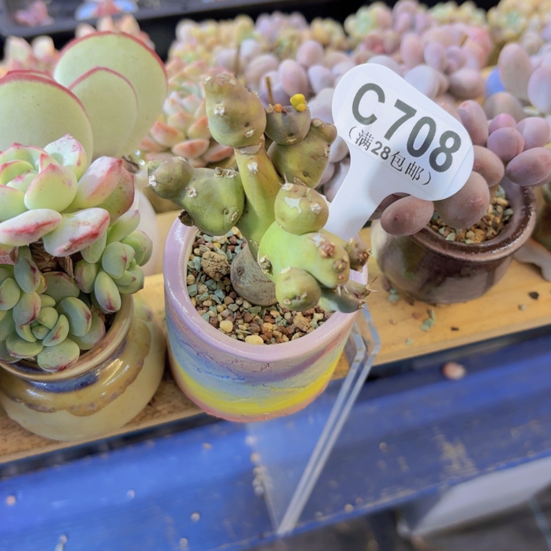 C708巨锡大际一物一拍