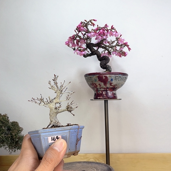 木本山红叶盆栽盆栽