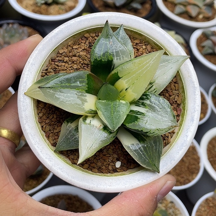 裹般若锦十二卷多肉