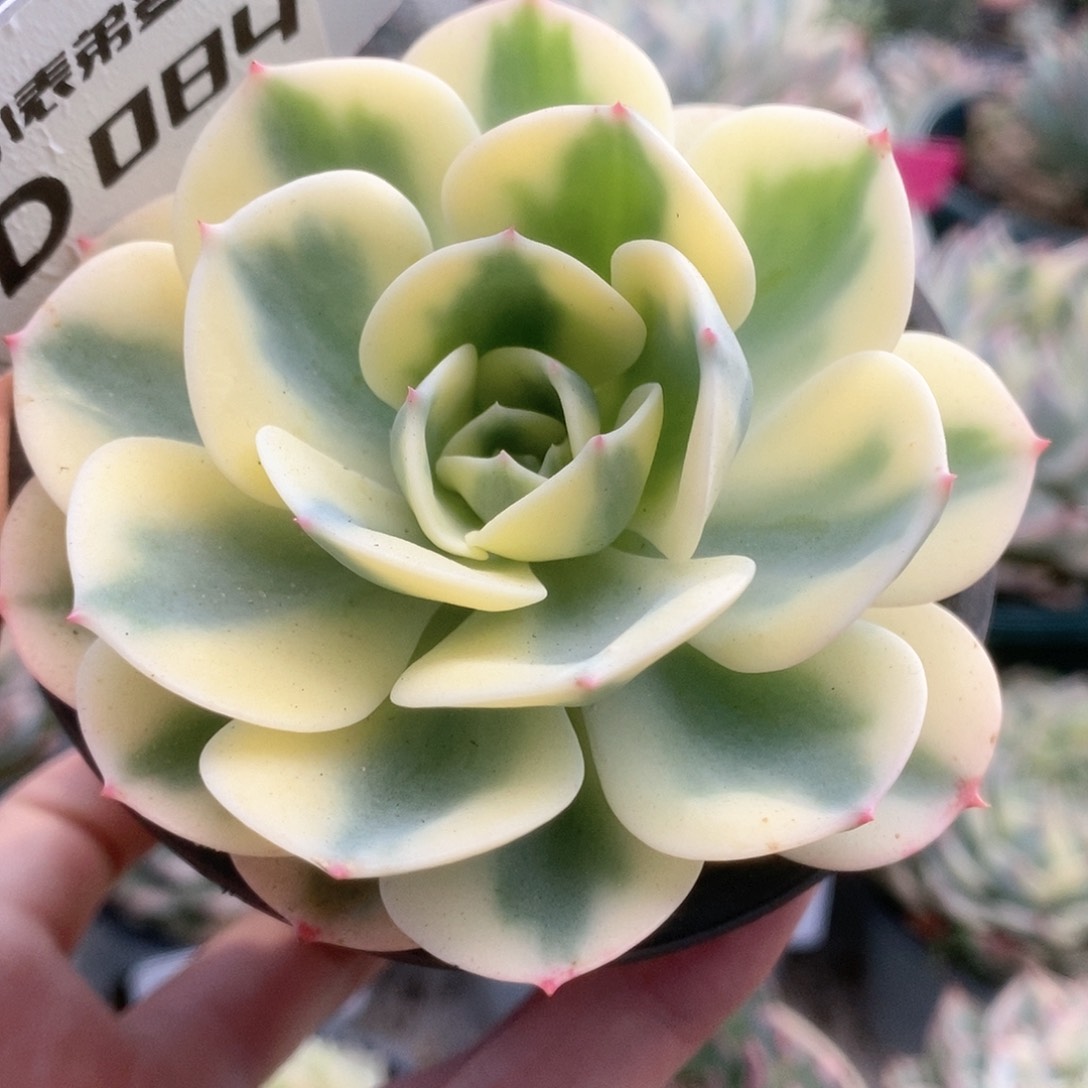 084玉蝶锦锦锦锦锦锦锦