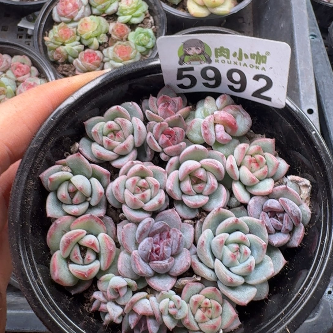 多肉植物多肉植物