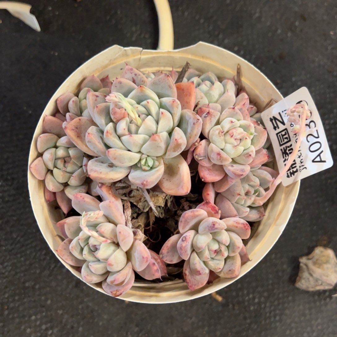 如梦令西施一物一拍2369