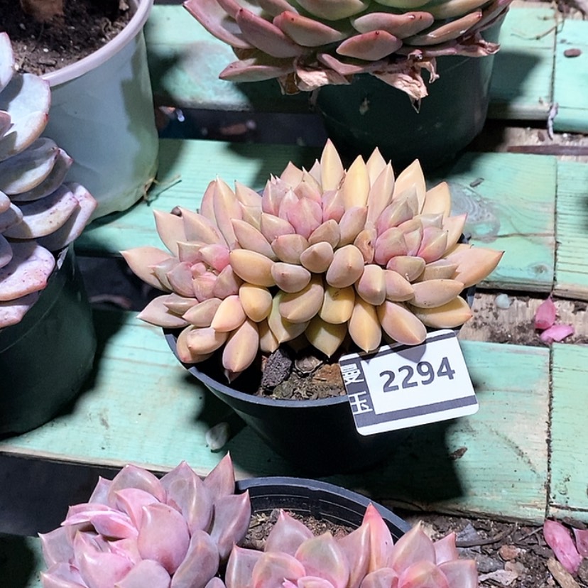 【闪购商品】红象牙2294