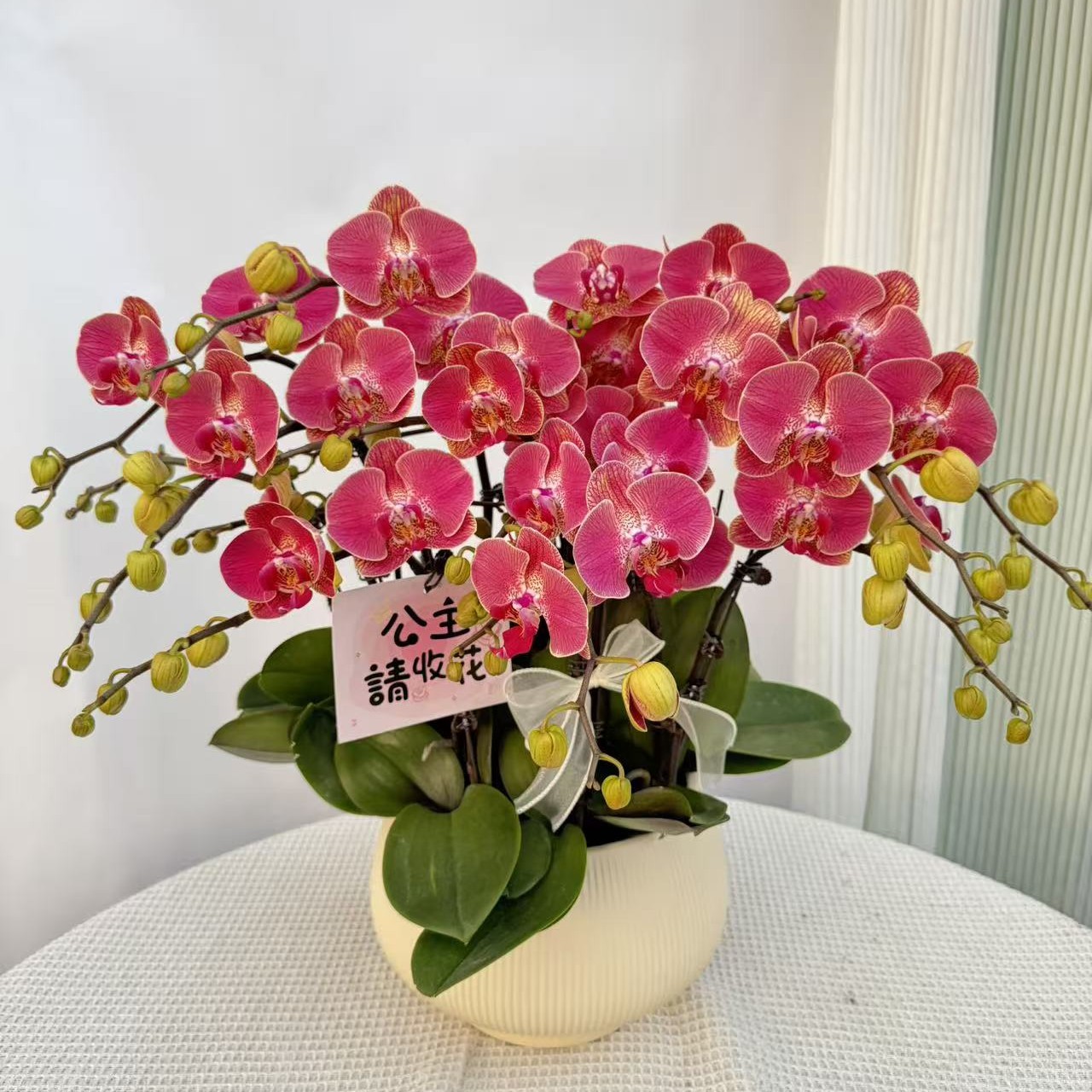 韵艺甄选《红瓦》红色系蝴蝶兰鲜活绿植 经典品种 带花带  花苞多多