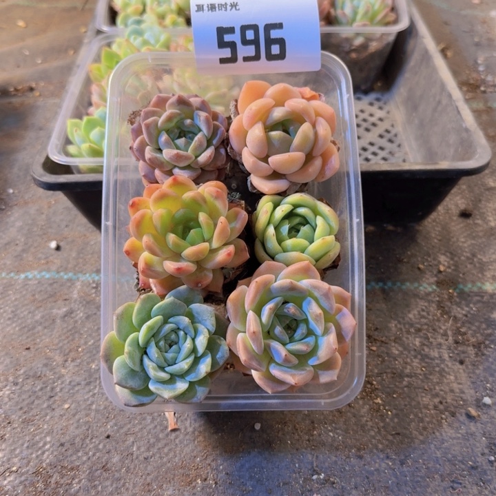 596.拼盘，多肉植物